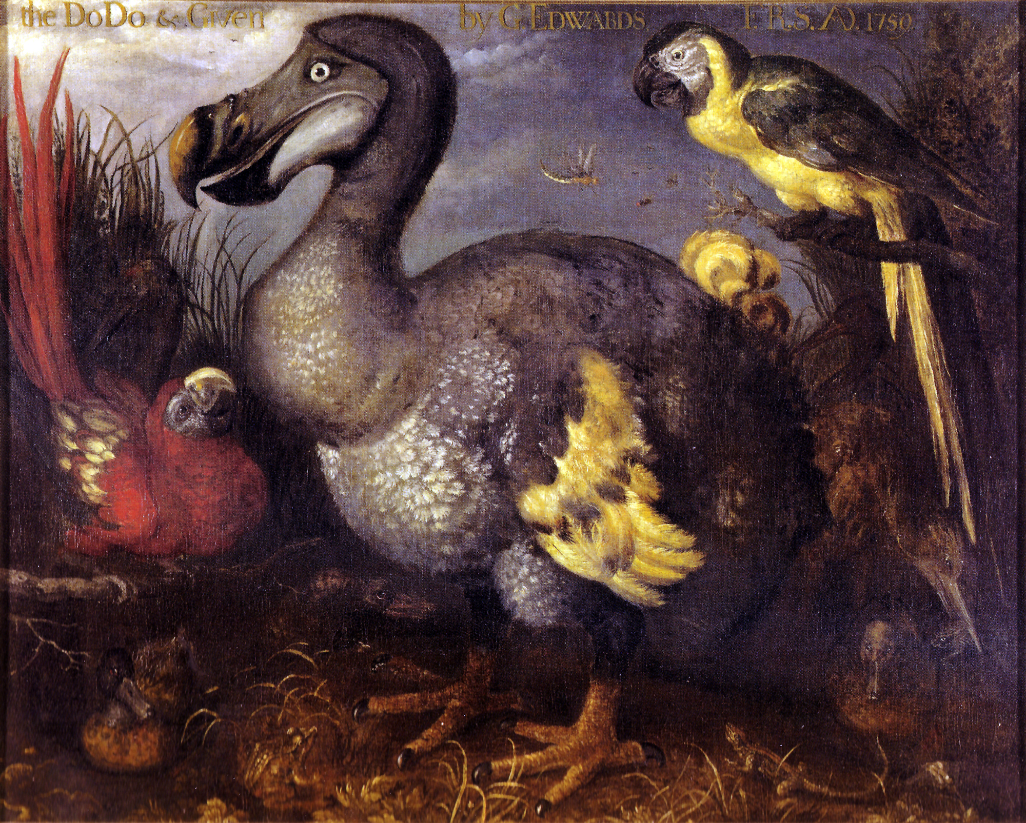 Le Dodo de George Edwards